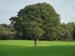 Wellington Oak